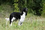 SPRINGER SPANIEL 028